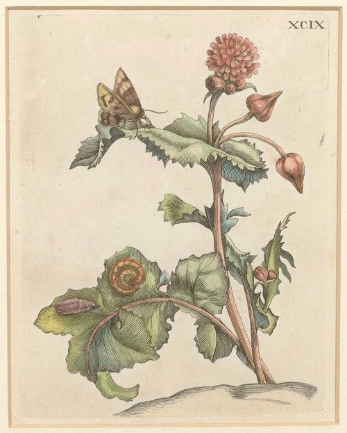 MERIAN, MARIA SIBYLLA (Frankfurt /M. 1647 - 1717 Amsterdam).Set of 3 botanical and insect illustrations. From: Der Raupen Wunderbare Verwandlung und Sonderbare Blumen-nahrung. Coloured etching, each ca. 15.3 x 12.1 cm. With engraved Roman numeral. All framed. Nissen, BBI 1342. -