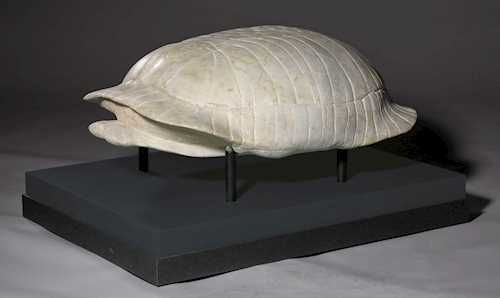 TESTUDO THOMPSONI