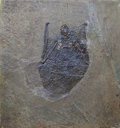 ANCIENT BAT FROM MESSEL