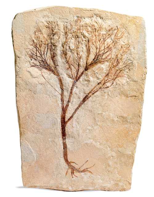 FOSSILISED PLANT