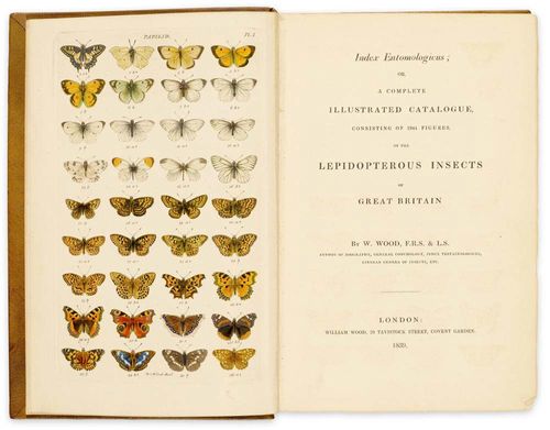 - Wood W[illiam]. Index entomologicus; or, a complete illustrated catalogue, consisting of 1944 figures, of the Lepidopterous insects of Great Britain. London, William Wood, 1839.Mit 54 altkol.rad. Taf. (inkl. Front.),  mit 1944 (= 1950) Schmetterlings-Darstellungen. XII, 266 S. Neuer brauner Ganzldr.-Bd. 8°. Nissen ZBI, 4458. - Exlibris auf vorderem Innendeckel.