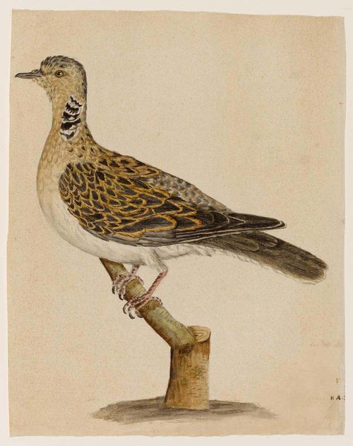 GERMAN, 18TH CENTURY Picture of bird. Grey pen and brush. Watercolour. Monogrammed on lower right in brown pen: H.A.S. Verso: old inscription in brown pen: 30 x 23.7 cm