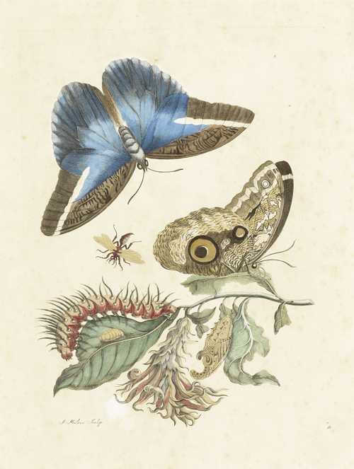 After MERIAN, SIBYLLA MARIA