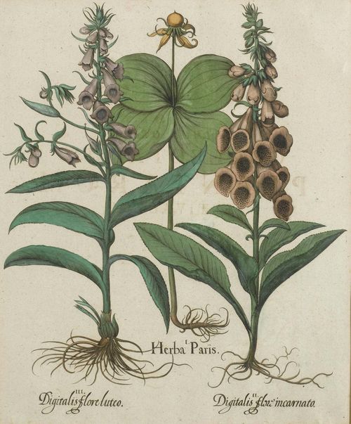 BOTANY.-Basilius Besler (1561-1629). I. Herba Paris. II. Digitalis flori mcarnato. III. Digitalis flore luteo. Copper engraving with original colour on handmade paper. 49 x 41 cm.(image). From: Hortus Eystettensis, Eichstätt and others, circa/after 1613. Framed.