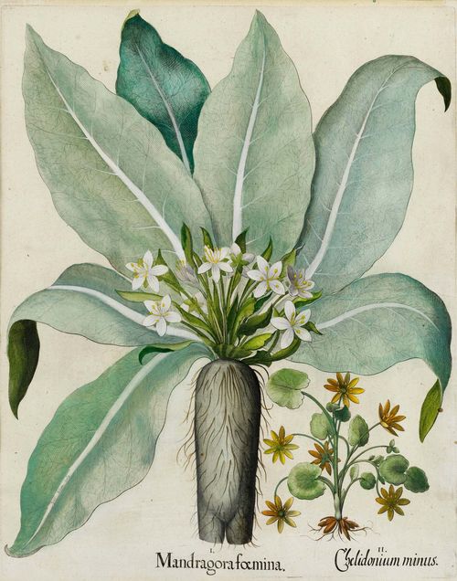 BOTANY.-Basilius Besler (1561-1629), circa/after 1613. I. Mandragora foemina II. Chelidonnium minus. Copper engraving with original colour on handmade paper, 47 x 39 cm. From: "Hortus Eystettensis", Eichstätt and others, circa 1613. - Fine colour. Very good condition.