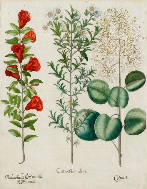 BOTANY.-Basilius Besler (1561-1629), circa/after 1613. I. Chirstus flore albo. II. Balaustium flor minori Romanum III. Cotinus. Copper engraving with original colour on handmade paper, 47.5 x 39 cm. From: "Hortus Eystettensis", Eichstätt and others., circa 1613. - Strong impression with fine colour. With margin around the plate edge. Very good condition.