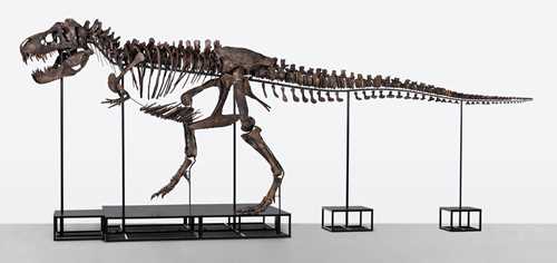 skeleto Tyrannosaurus composed partial three rex, of TE-036,