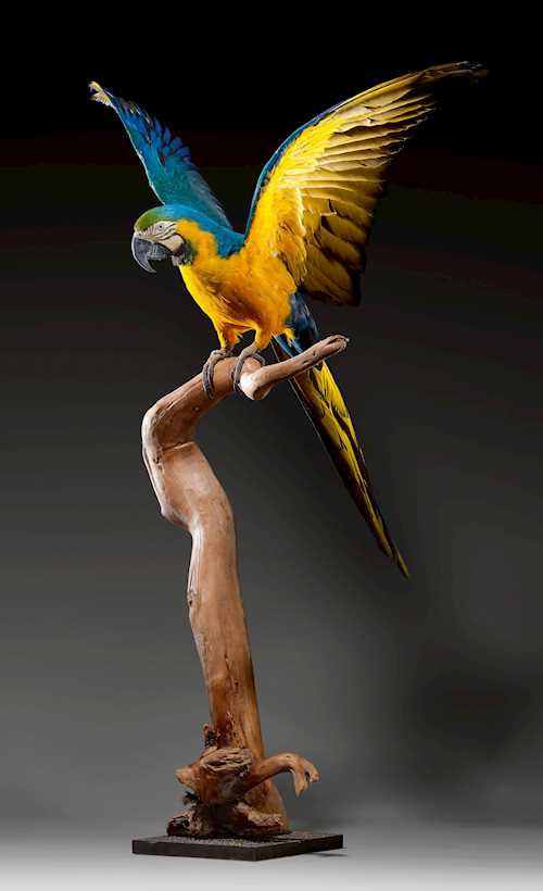 BLUE AND YELLOW MACAW