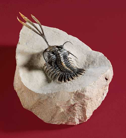 TRITON TRILOBITE