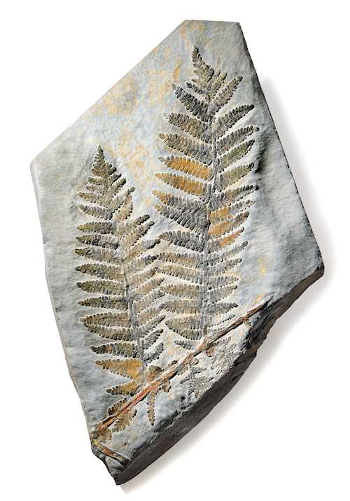 LARGE FOSSILISED SEED FERN