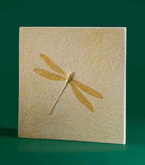 FOSSIL DRAGONFLY