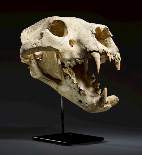 SKULL OF A MOSBACH LION