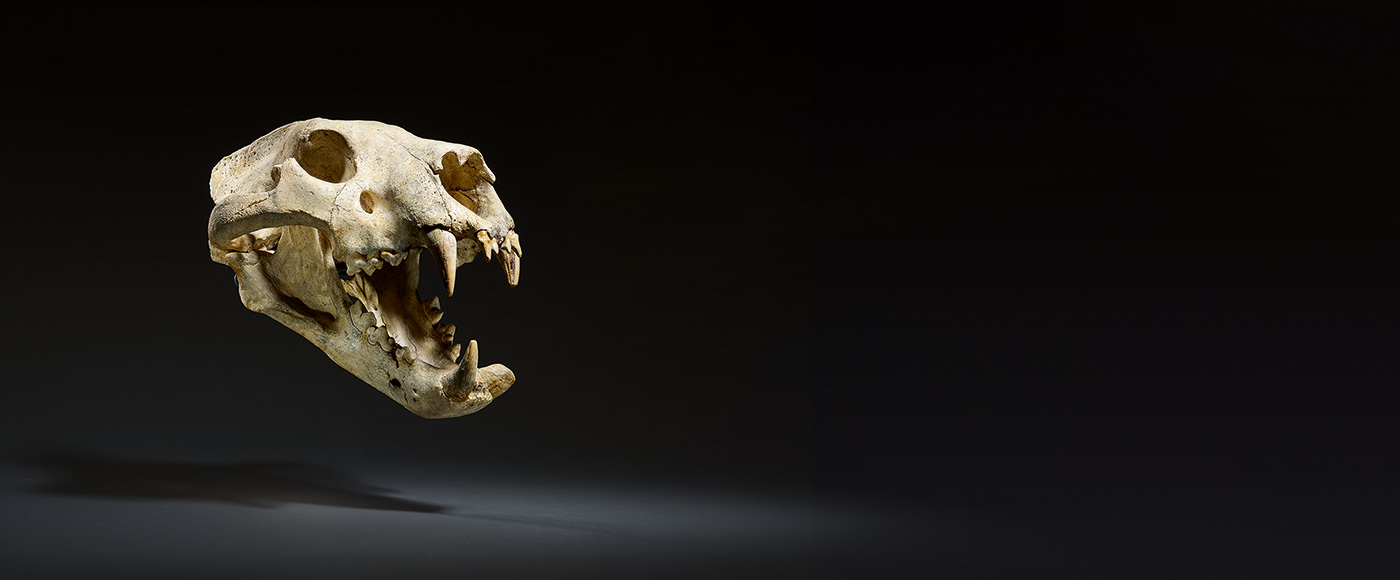 Crâne d'un lion de Mosbach, Panthera Leo fossilis